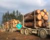 Winders logging LTD