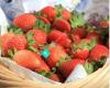 Ye Olde Berry Farm - Worlds Best Berry Farm