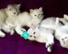 Zaria Cattery - Long & Short Haired Burmilla Cats