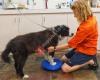 Active Pet Rehabilitation