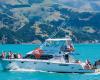 Akaroa Dolphins | Harbour Nature Cruises