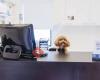 Alderley Enoggera Veterinary Practice