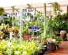 Allora Gardens Nursery