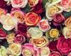 Antique Rose Florist