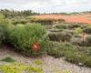 Arid Garden, Royal Botanic Gardens Cranbourne