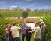 Australian Wine Tour Company