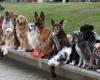 Beyond Obedience Dog Training