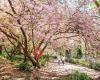 Blue Mountains Botanic Garden, Mount Tomah