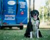 Blue Wheelers Mobile Dog Grooming & Washing