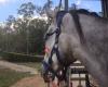 Brookfield Equestrian Centre