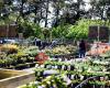 Diaco's Garden Nursery - Mornington