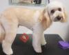 Divine Dog Grooming Salon