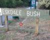 Eskdale Bush Reserve