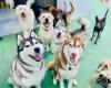 Fetch 'n' Fun Wellness and Daycare