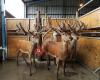 Geraldine Farm Tours