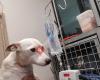 Girraween Veterinary Hospital