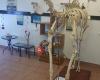 Gympie Bone Museum