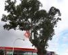 Historic Red Gum Tree