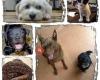 Hurry Home in home animal care