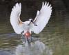 Kapiti Bird Tours