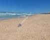 Kawana Beach