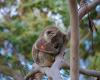 Koala Conservation Centre