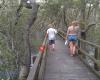 Mangrove Boardwalk Wynnum North