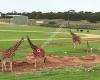 Monarto Zoo