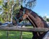 Nerang Pony Club