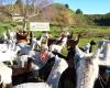 Nevalea Alpacas