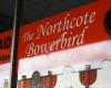 Northcote Bowerbird