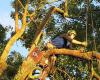Oakwood Treecare Consultancy