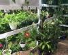 Oasis Plant Nursery