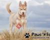 Paws 'n Fur - Dog Photography, Pet Photography, Pet Supplies