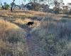 Pet Circle, Eastern Creek