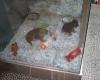 Pets Paradise