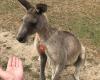 Phillip Island Wildlife Park