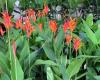 Plantmark Willawong