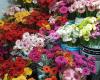 Rosemount Flowers