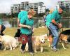 Sunshine Coast Dog Obedience Club INC.