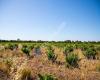 Swan Valley Wines