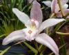 Tamborine Mountain Botanic Gardens