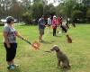 Teamwork Dog Obedience and Puppy School