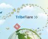TribeFlare