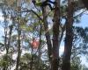 Tricky Tree Solutions - Sunshine Coast Arborist for Tree Removal and Tree Care Services