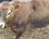 Victorian Livestock Exchange