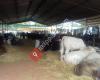 Wagin Showground