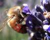 Wanaka Lavender Farm