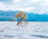 Wanaka Tree