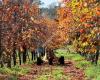 Waterwheel Persimmon Orchard